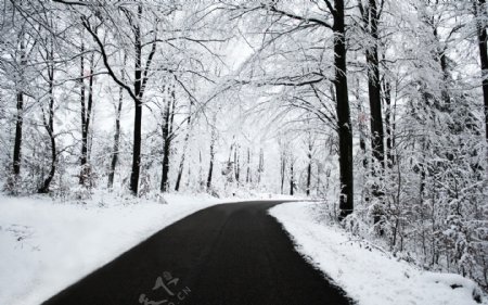 大雪过后的公路两旁的树图片
