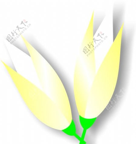 黃色玉兰花矢量图阴影效果玉蘭花图片