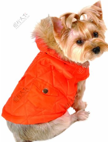 橙色夹克带帽子的小狗图片