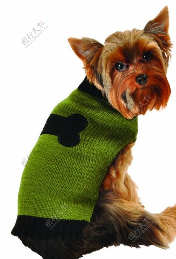 军绿色黑色骨头毛衣的小狗图片