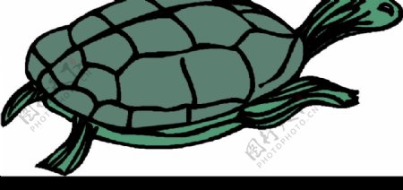 海龟7图片