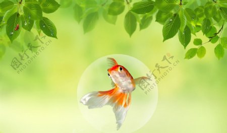 气泡鱼图片
