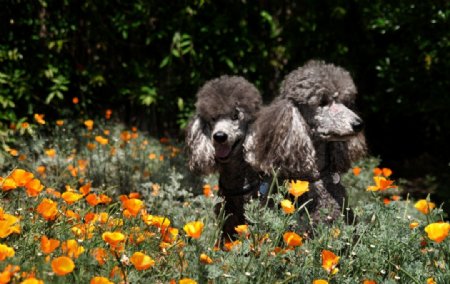 花草中的贵宾犬图片