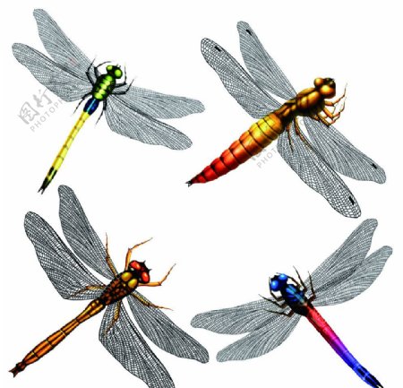 五颜六色蜻蜓图片