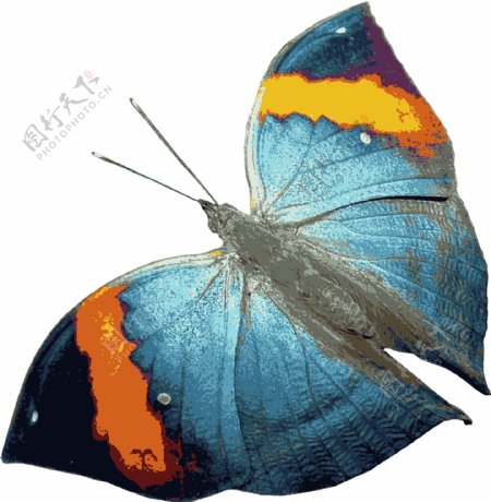 彩色蝴蝶3图片