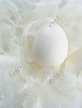 白色蛋图片