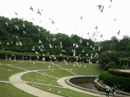 中山陵音乐厅图片