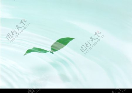 水中的绿叶图片