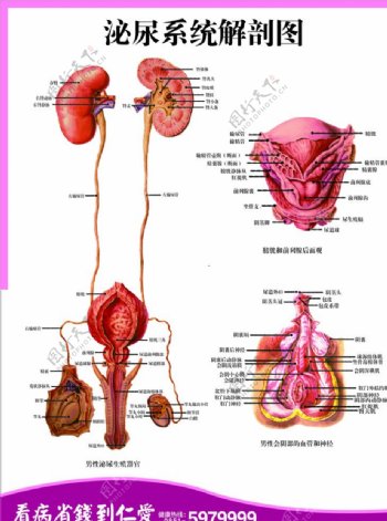 消化系统和泌尿系统两图片
