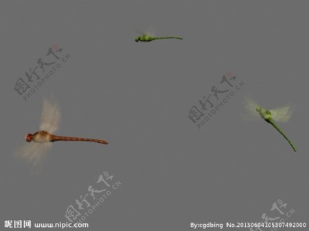 蜻蜓飞舞动画max9图片