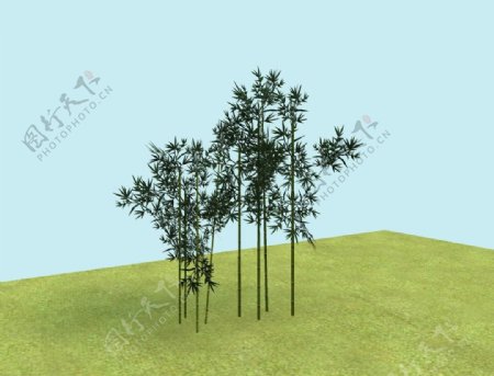 竹子模型图片
