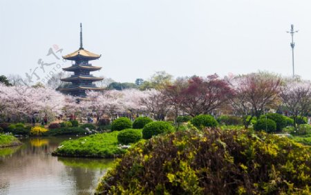 东湖风景区樱花节图片