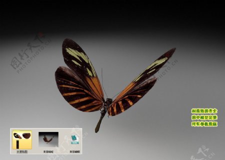 美丽蝴蝶3D三维模型建模图片