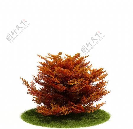 秋天的灌木模型图片