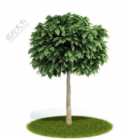 3D树木模型图片