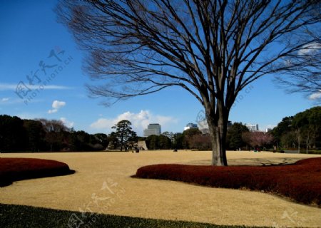 东京皇宫大院秋色图片