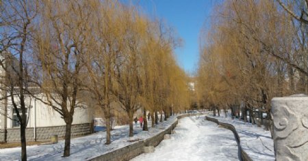 大雪过后河边的柳树图片
