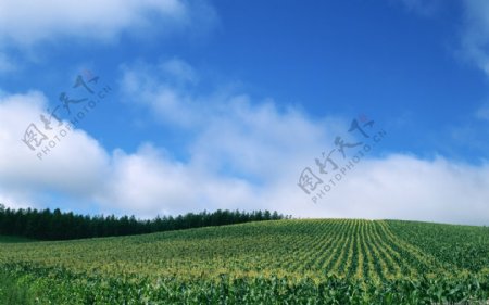 美丽玉米地风景图片