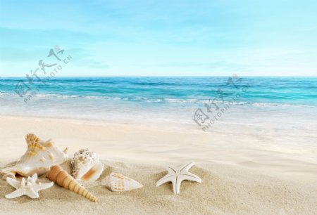 海滩海星海螺图片