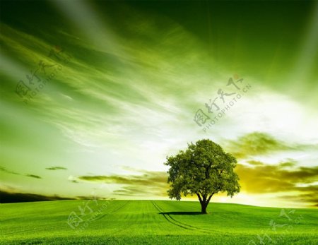 草原大树自然风光美景图片