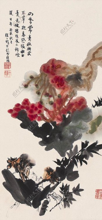 四季常青秋海棠图片