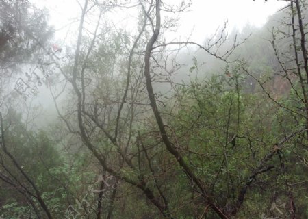 雨后山林图片