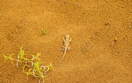 沙漠里的蜥蜴和小草图片