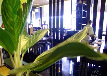 餐厅植物摆设图片