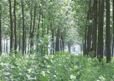 杨树防护林图片