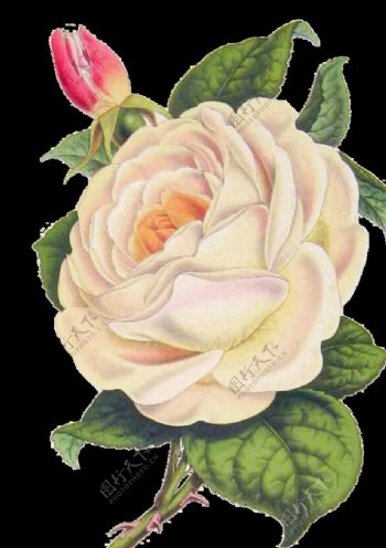 白色玫瑰花图片