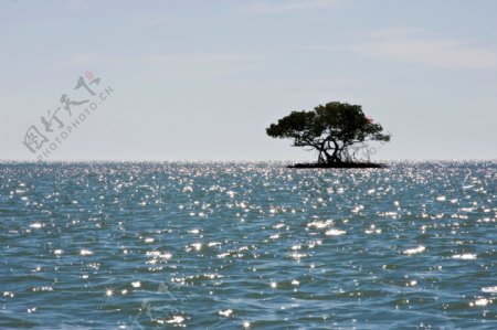 海上孤树图片