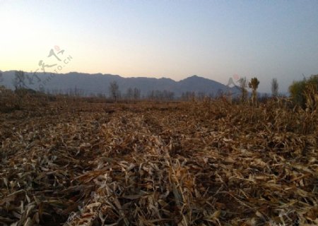 秋收后的玉米农田图片