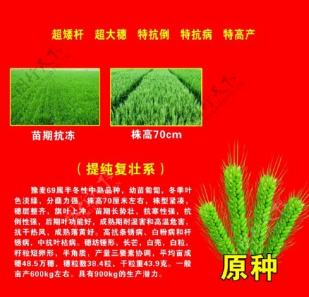 小麦种子海报图片
