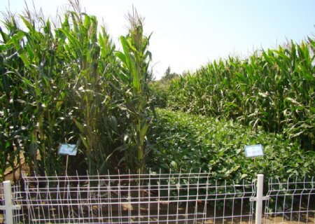 玉米栽培园图片
