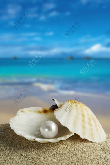 海贝珍珠图片