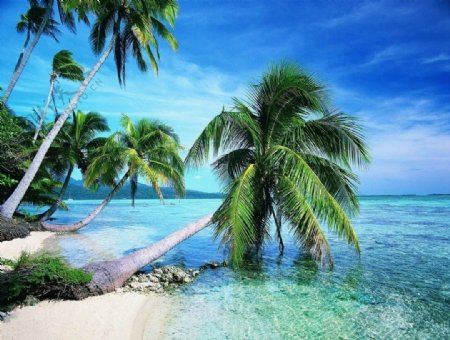 海边椰林风光图片