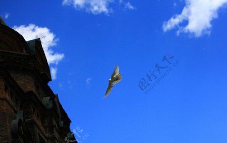 索菲亚教堂的鸽子图片