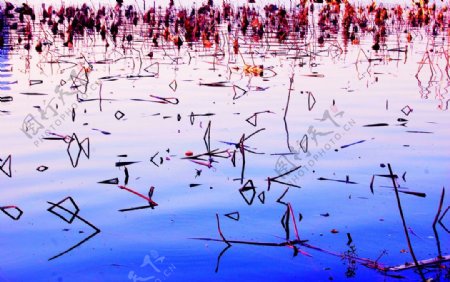 玄武湖的荷塘图片