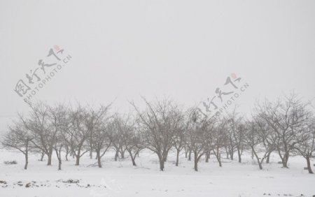 冬景山楂树图片