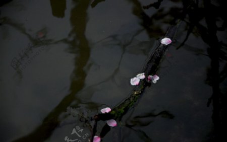 落花与流水图片