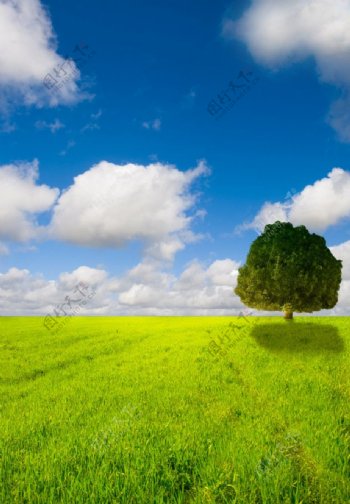 蓝天白云绿野大树图片
