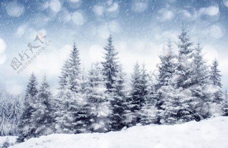 冬季松树林雪景图片