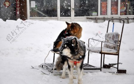 雪中犬图片