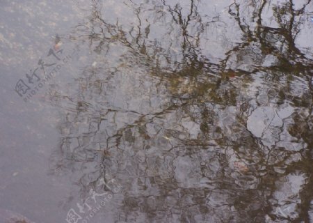 水中倒影树的倒影图片