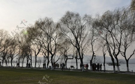 冬日西湖杨柳岸图片