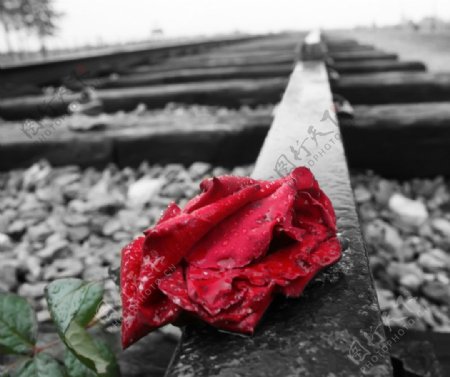 铁路玫瑰图片