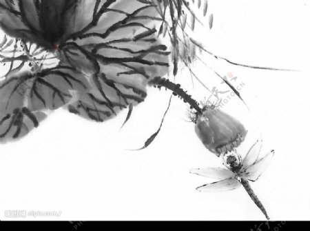 花蜻蜓图片