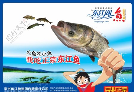 东江湖鱼图片