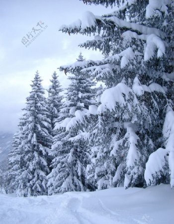 冬日雪松摄影图片