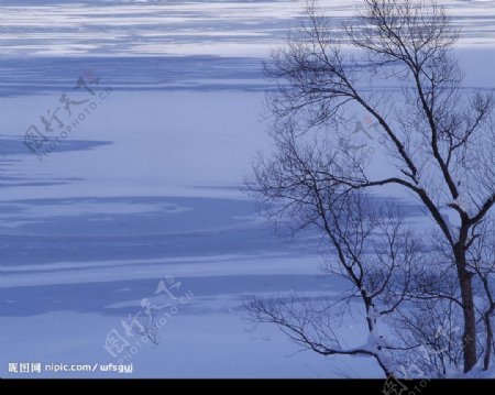 白色冬景结冰的湖面树图片